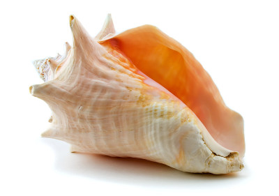壳牌