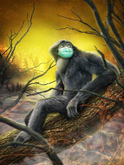暹罗(synphalangus syndactylus)因森林砍伐而濒临灭绝