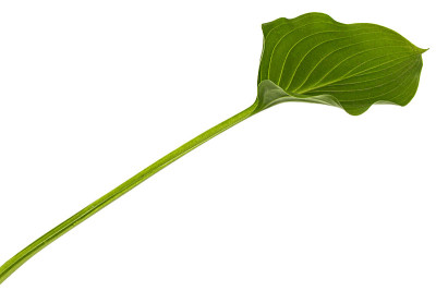玉簪、芦笋科植物的绿叶。天冬酰胺)，在白色的背景
