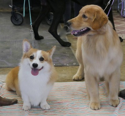 彭布罗克威尔士科基犬