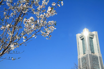 日本神奈川的横滨地标塔和樱花