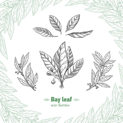 Laurel Bay leaf collection