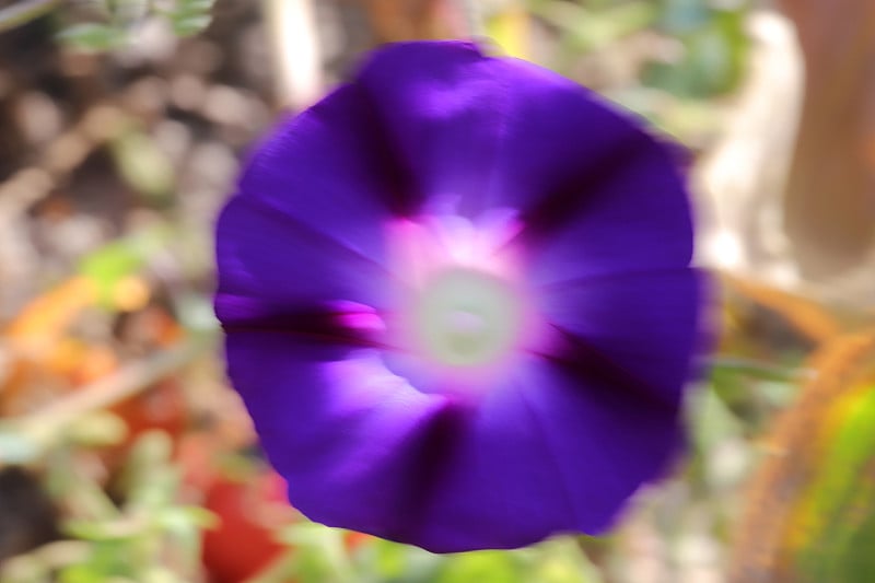 牵牛花的花。漂亮的壁纸。