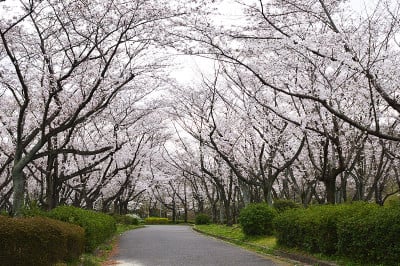 樱花盛开了。
