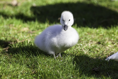 美丽的小天鹅。黑颈天鹅宝宝(Cygnus melancoryphus)