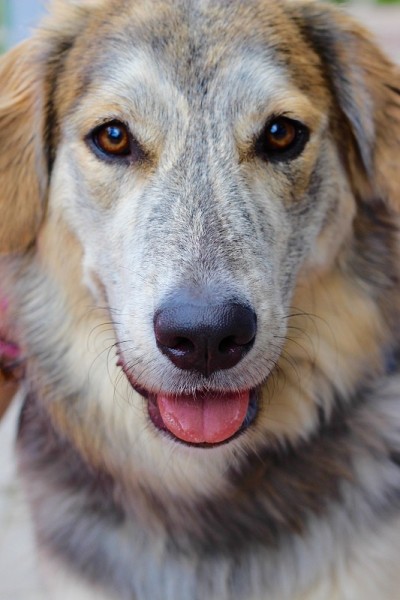 狗
