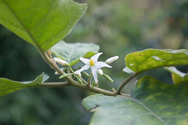 豌豆茄子