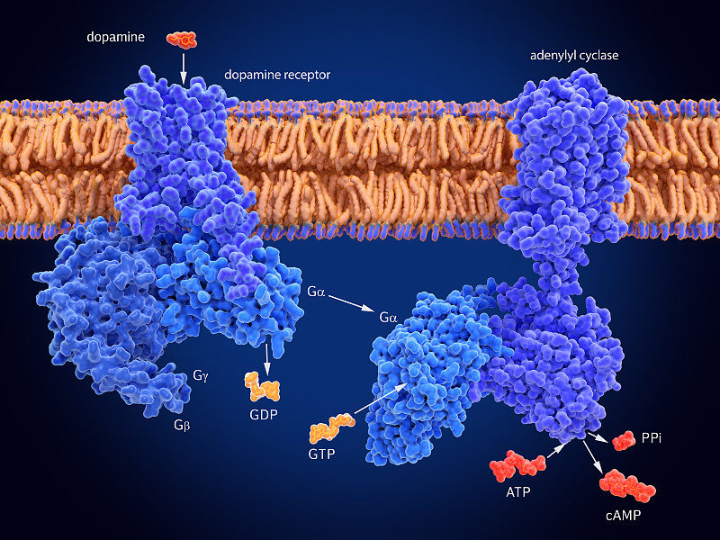 G蛋白介导细胞信号转导，多巴胺诱导cAMP的产生
