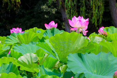 莲花