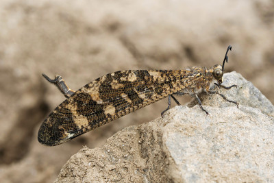 侧面特写Antlion，印度，萨塔拉，马哈拉施特拉邦，印度