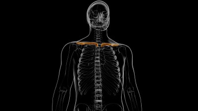 人类骨骼解剖锁骨3D渲染