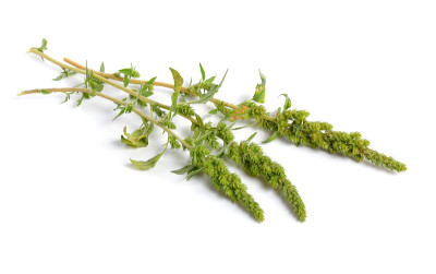 苋属植物或红根苋属植物，红根苋属植物，红根苋属植物，普通苋属植物