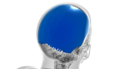 医学概念的人类骨骼、颅骨顶骨解剖