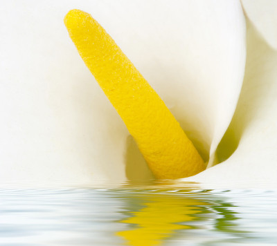 Zantedeschia aethiopica