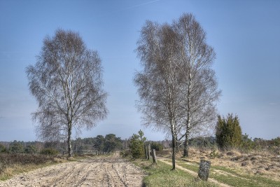 无尽的沙土小径穿过自然保护区Lüneburg Heath。
