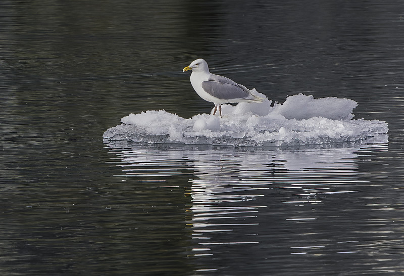 白鸥(Larus hyperboreus)是一种大型鸥，在北半球的北极地区繁殖。在斯瓦尔巴特群岛。