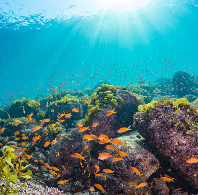 Seaweed and School of Sea Goldie