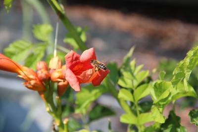 花与大黄蜂