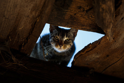 画面里有只野猫