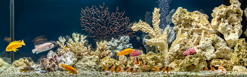 仿海设计的淡水水族馆。水景观和水设计。