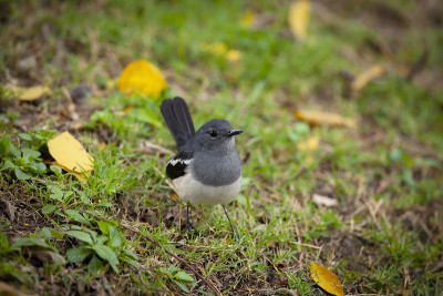 东方magpie-robin