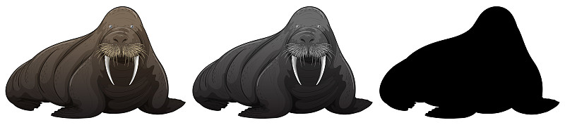 Set of walrus character