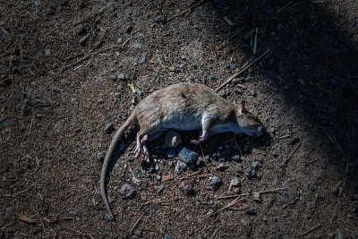 死老鼠