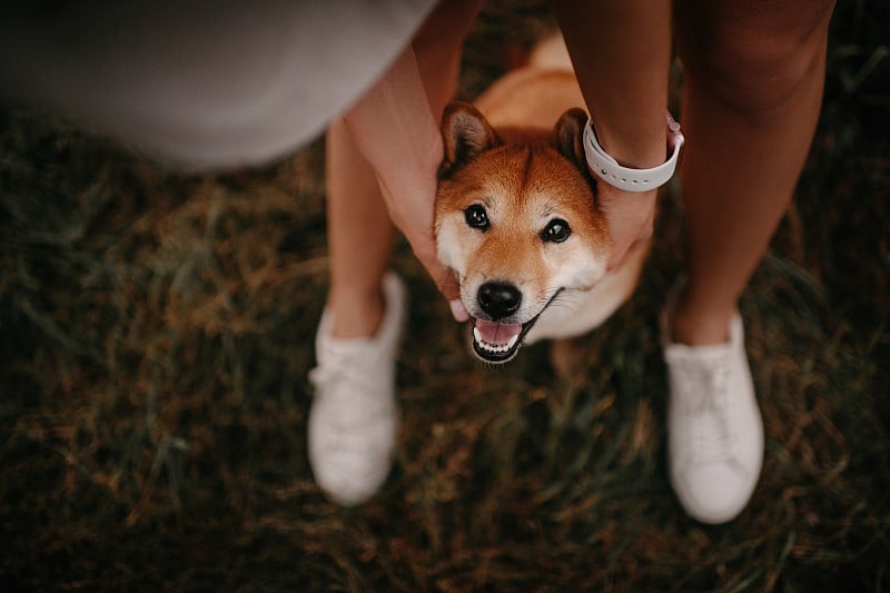 主人触摸日本柴犬，俯视图肖像