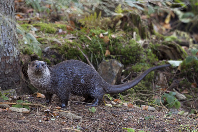 Fischotter, Lutra, European otter