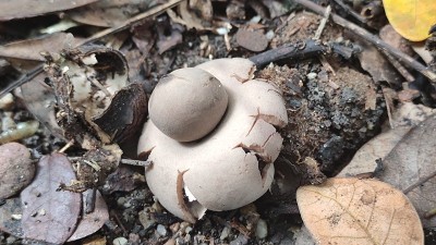 地面上的地球星蘑菇的特写照片