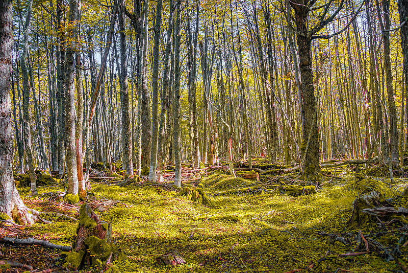 Hiking trail at magical austral Magellanic subpola