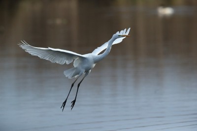 德国大白鹭(Ardea alba)