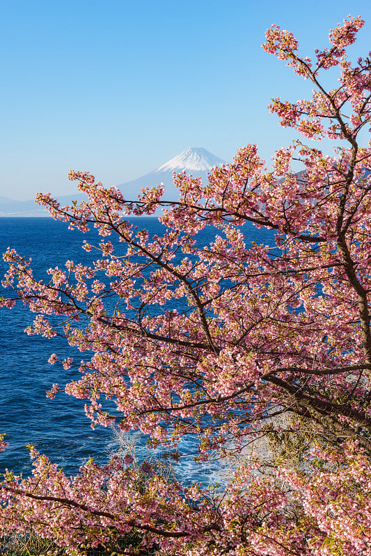 富士山和樱花