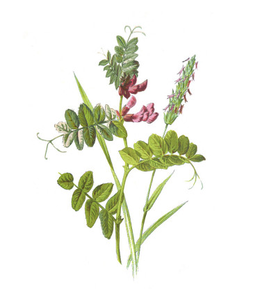野豌豆属海螵蛸花。(野豌豆和芳香的春草)仿古手绘花卉插图。古董花。野花插图。19世纪。