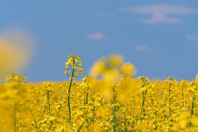 油菜籽花