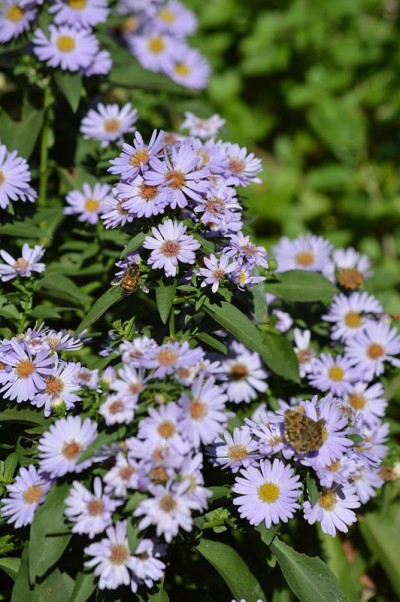 特写紫菀花，自然，宏观