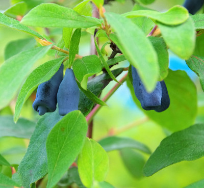 甜莓蜜糖