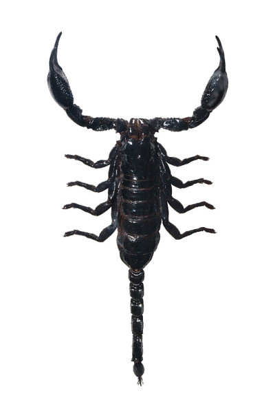 蝎子