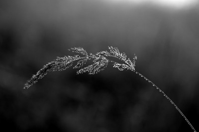 一张美丽的树枝上结了蜘蛛网和雨滴的照片