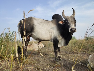 普里库拉姆牛品种用于jallikattu