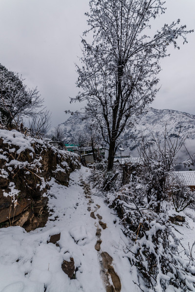 冬天，喜马拉雅山上的树被雪覆盖