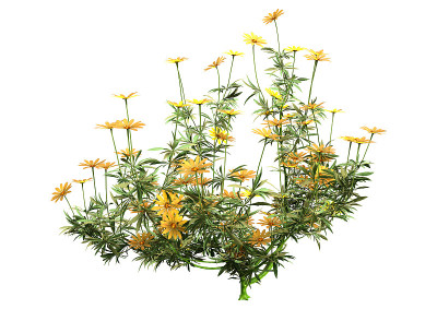 3D插图非洲雏菊花白色