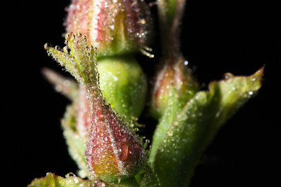 宏观世界。玫瑰在晨露中滴下。河流重力，野生动物。昆虫和花Macrocosm。《早间秀》中的狗花。本内