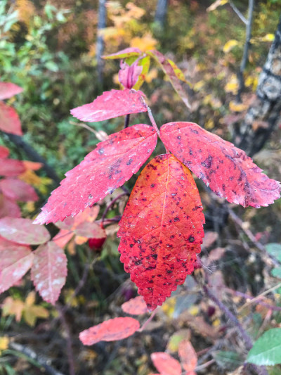 秋天——阿拉斯加