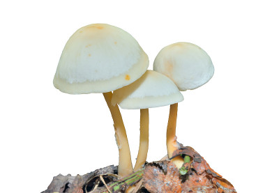 不可食用蘑菇（金诺普斯·哈里奥洛鲁姆，科利比亚·哈里奥洛鲁姆）