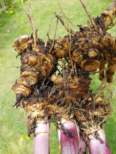蜂斗菜;根，根状茎，岩质，杂交花;officinalis