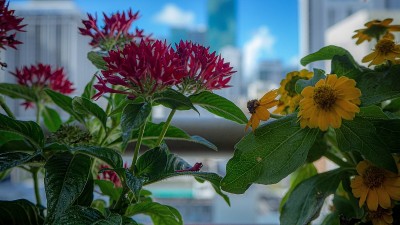 通过阳台鲜花观赏市中心