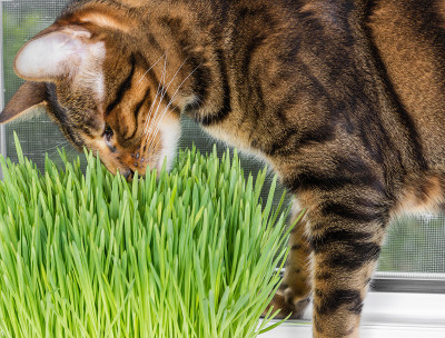 猫闻着青草吃着青草