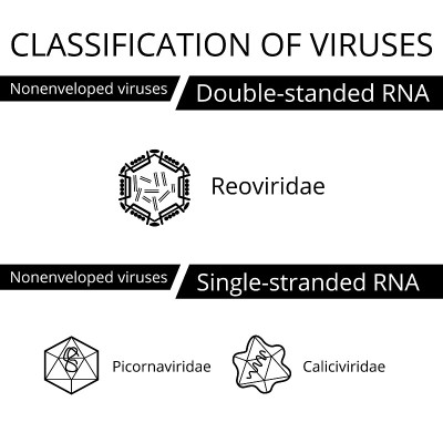 分类的病毒。Nonenveloped病毒。