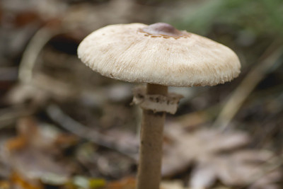 野生蘑菇大头翁